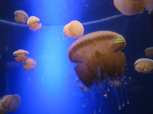 Bouncy jellyfish!