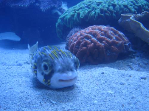 The cutest fish ever! Doesnt he look like he's smiling?? 